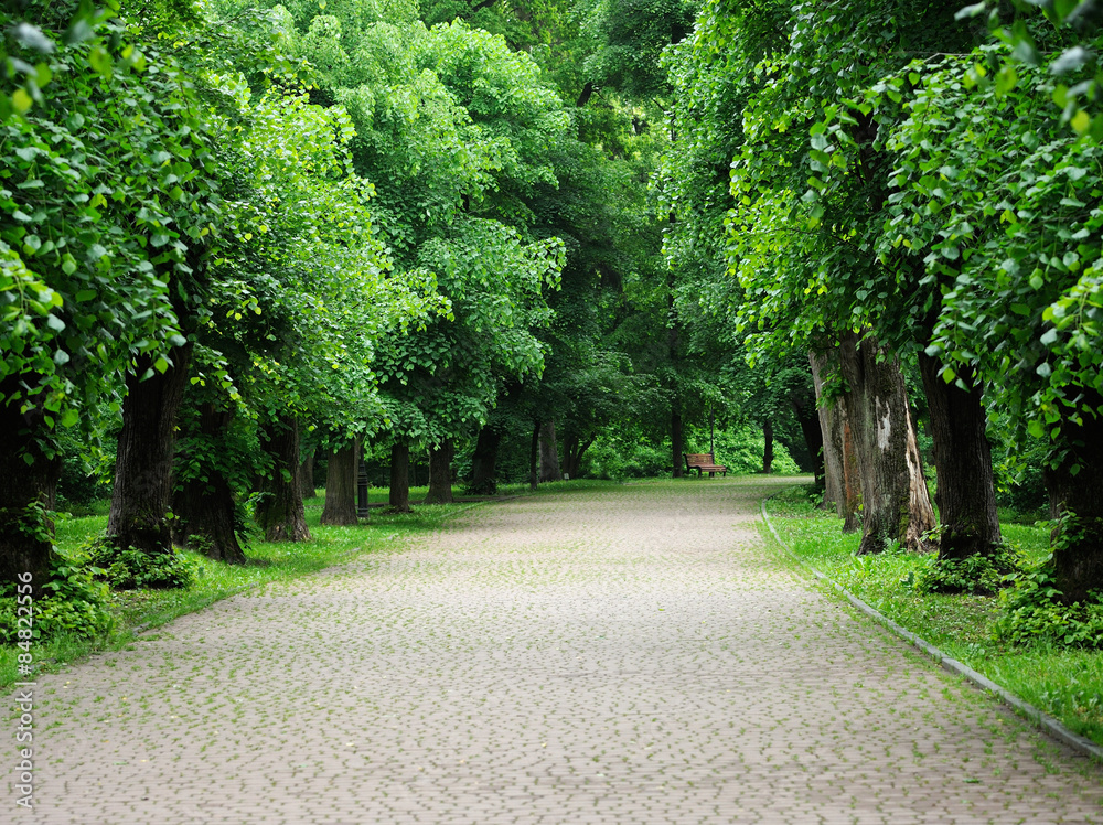 Avenue of trees in the park Avenue of trees in the park