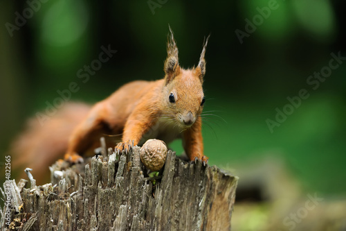 Squirrel with nuts © byrdyak