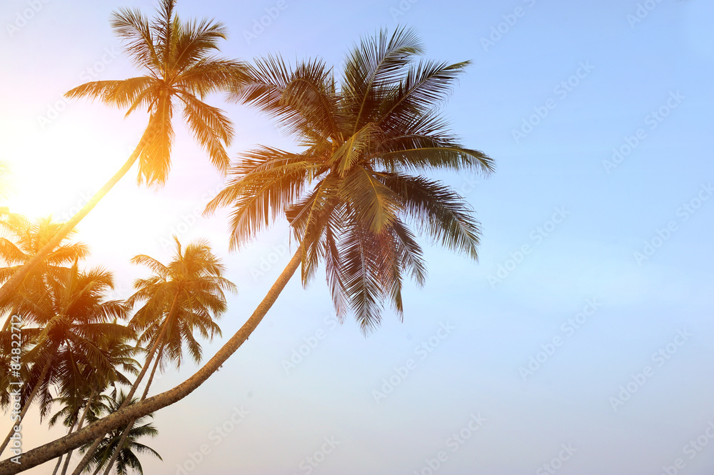 Obraz premium Palm tree