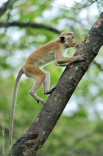 Fototapeta Naklejka Na Ścianę i Meble -  Monkey in the living nature