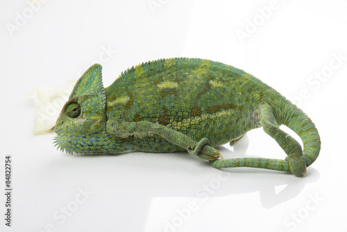 Chameleon in a studio (background, white, wallpaper)