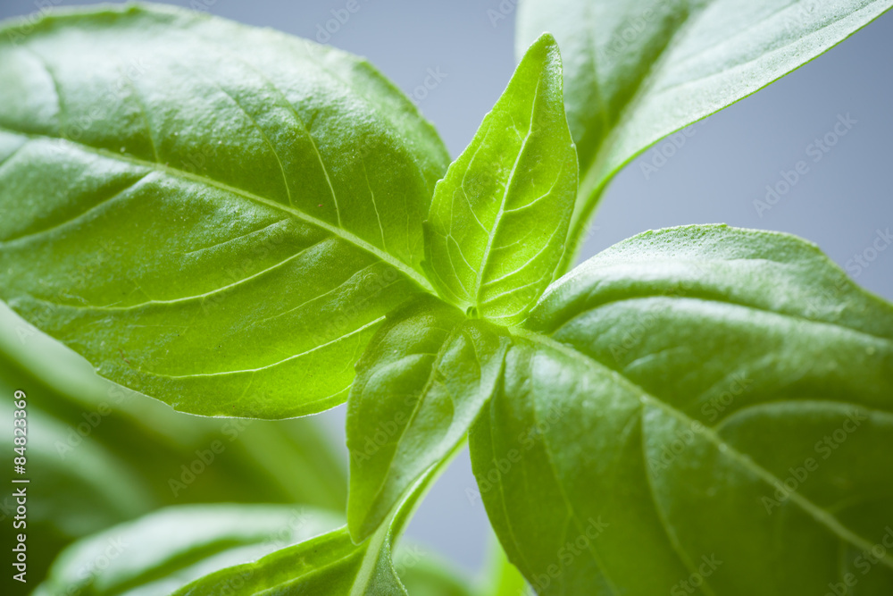 Sweet Basil Plant Closeup Sweet Basil Plant Closeup