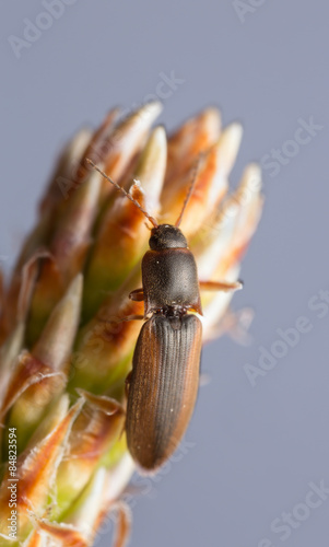 Click beetle, Dalopius marginatus, copy space in the photo photo