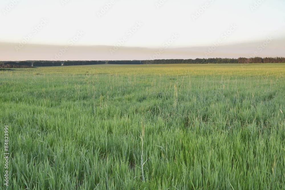 Obraz premium Рассвет в пшеничном поле