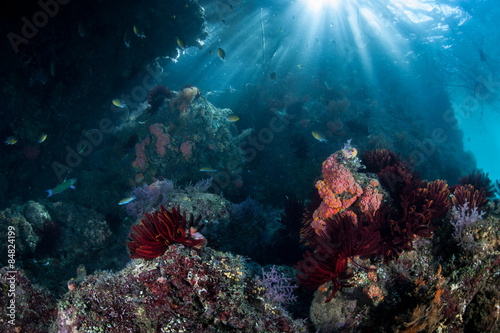 Fototapeta Naklejka Na Ścianę i Meble -  Sunlight Descends on Colorful Reef