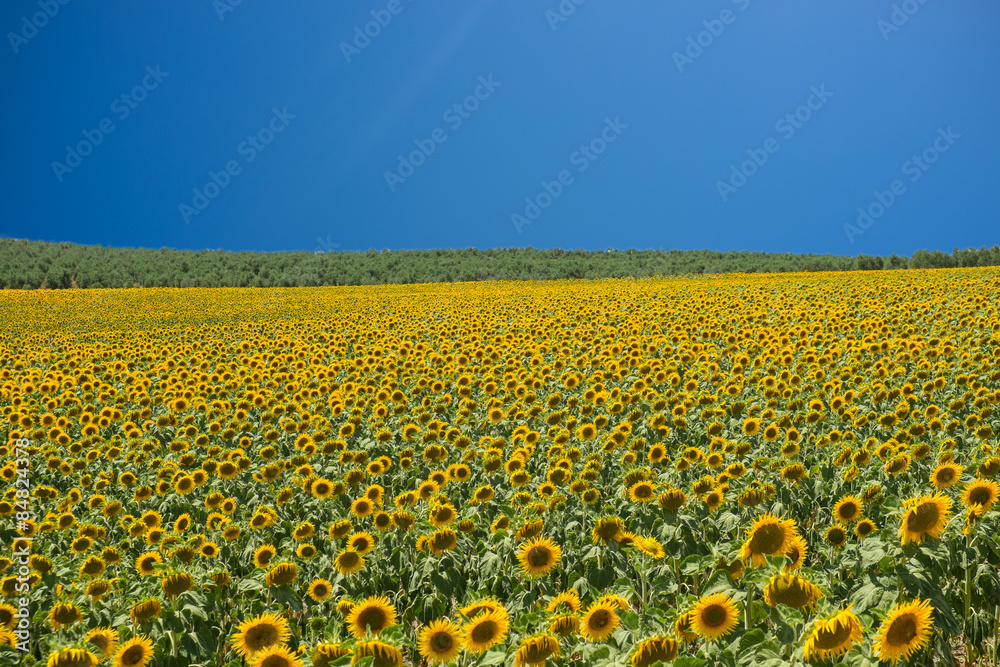 Sunflowers Sunflowers