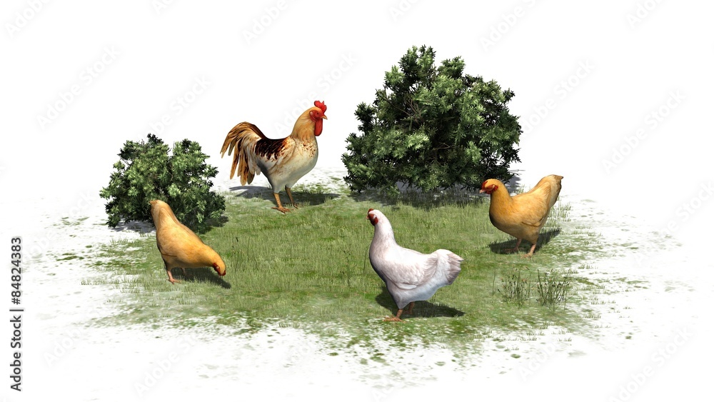 Fototapeta premium Rooster and chickens - isolated on white background