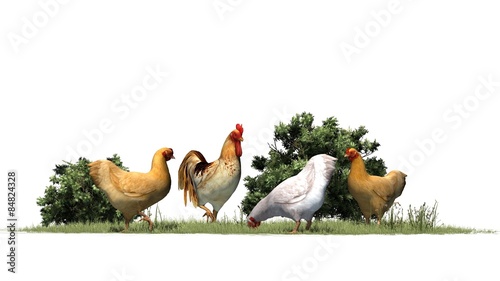 Rooster and chickens - isolated on white background