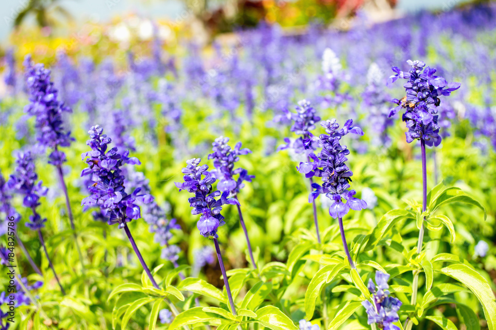 Obraz premium Clary Sage (Salvia sclarea) in the garden