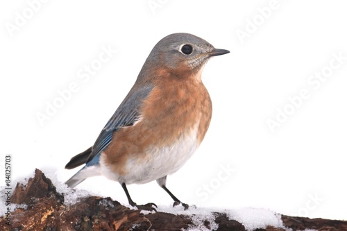 Female Eastern Bluebird in Snow