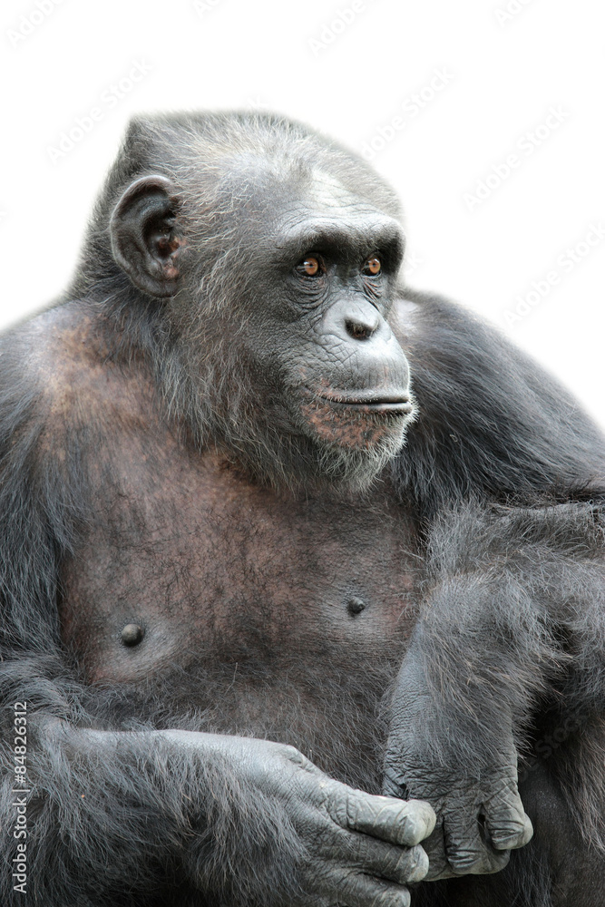 Obraz premium A gorilla sitting on white background, isolated