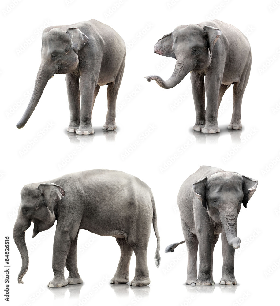 Obraz premium elephant