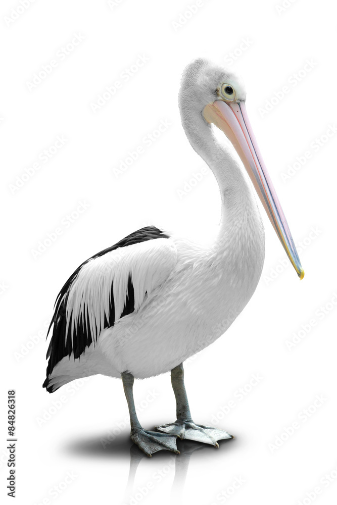 White Pelican -isolated in white background White Pelican -isolated in white background