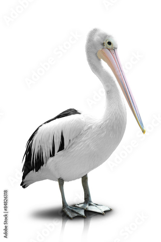 White Pelican -isolated in white background