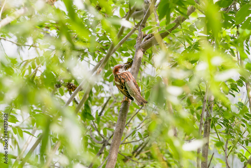 Sparrow on a Branch