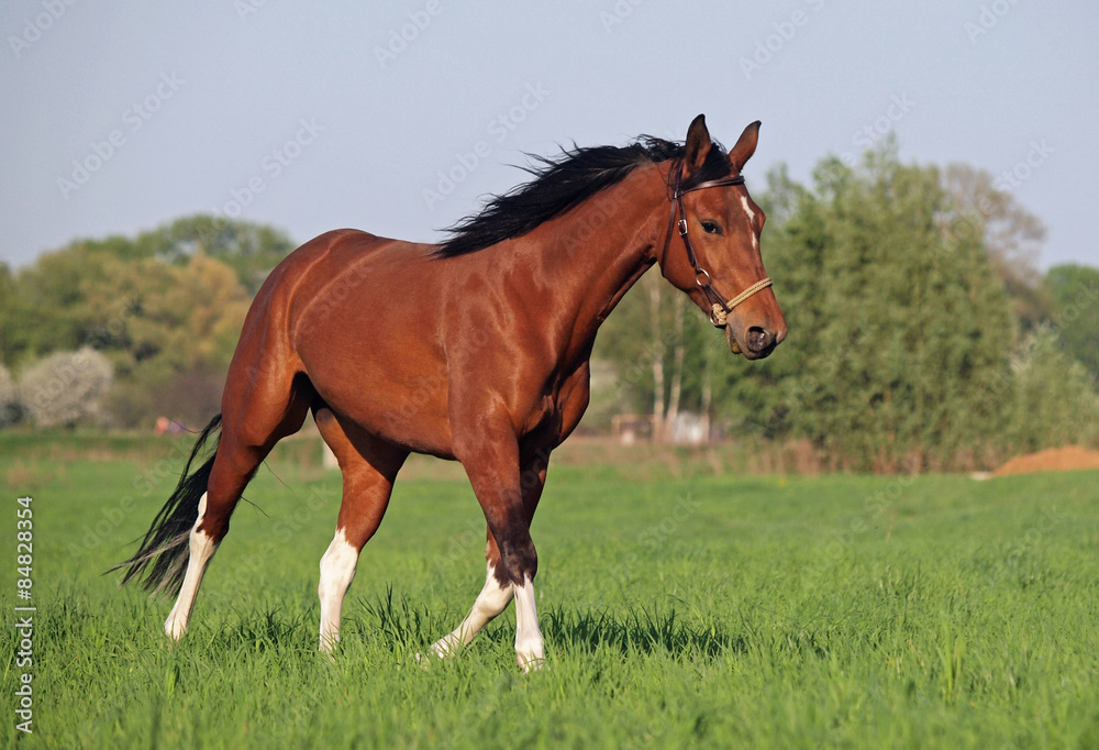 Beautiful pinto horse runs on green meadow Beautiful pinto horse runs on green meadow
