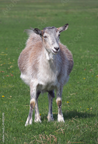 Domestic goat on a pasture