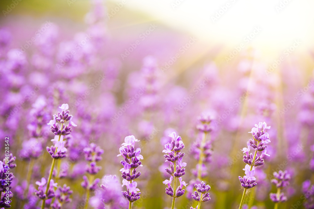 Naklejka premium Lavender