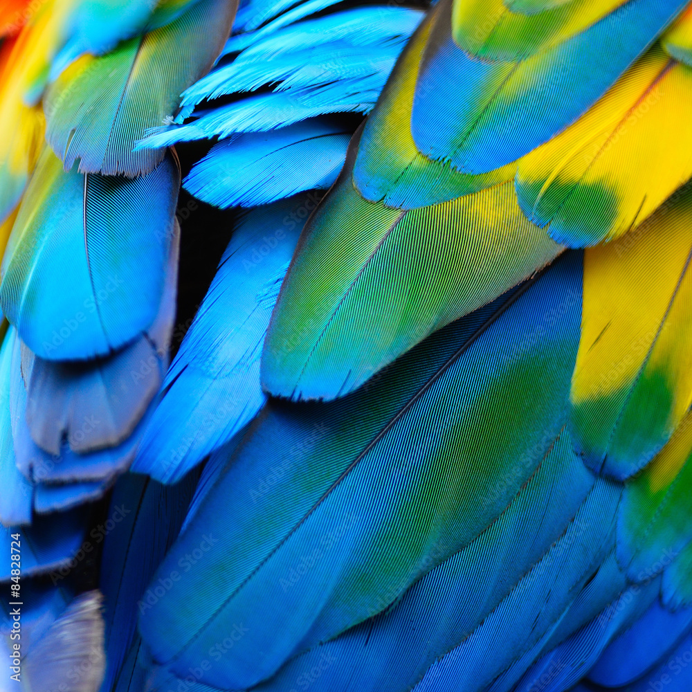 Scarlet Macaw feathers Scarlet Macaw feathers