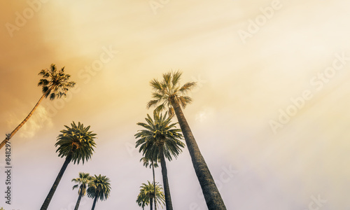 Los Angeles, West Coast Palm Tree Sunshine photo