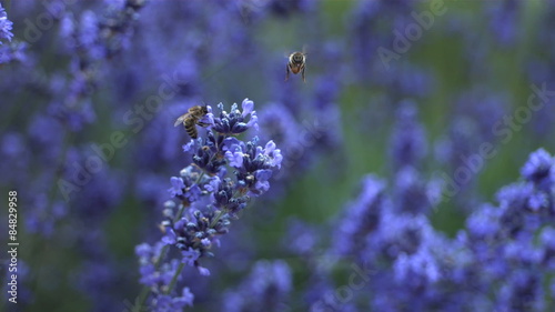 Honey bees on lavender plant, slow motion