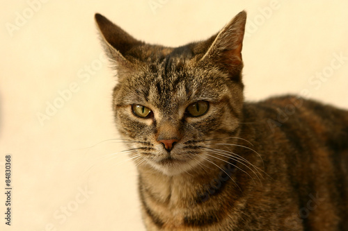 Cat and it´s surrounding
