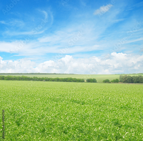 green field and blue sky with light clouds © alinamd