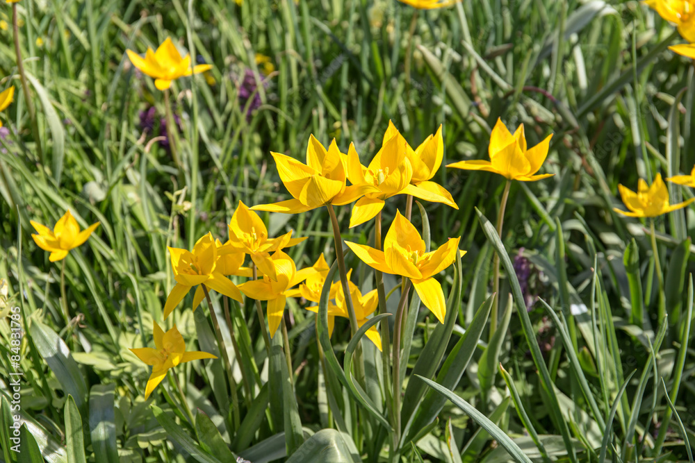 yellow tulips in the spring yellow tulips in the spring