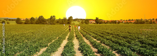 Deutsche Erdbeeren