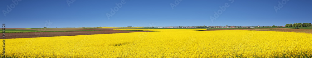 Rapsfeld Sommer Panorama Rapsfeld Sommer Panorama