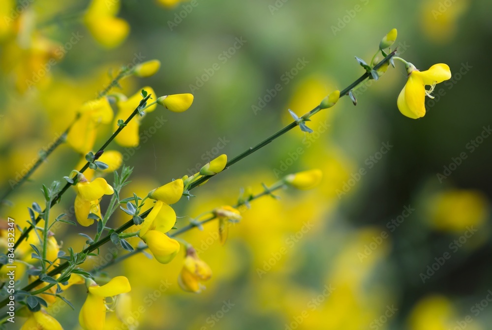 Besenginster / Cytisus scoparius