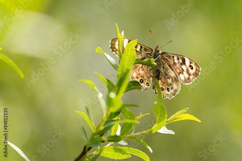 Waldbrettspiel / Pararge aegeria tircis photo