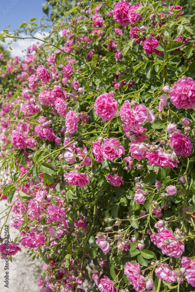many pink roses, leaves, garden