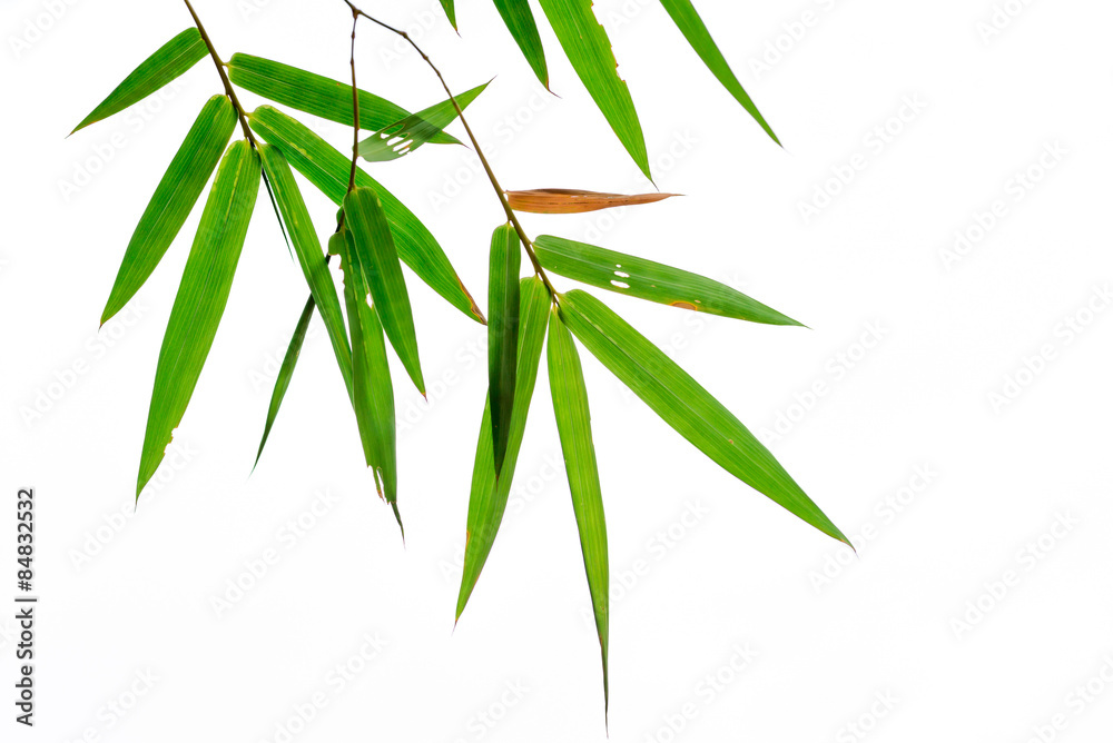Fototapeta premium Bamboo leaves isolated on white background