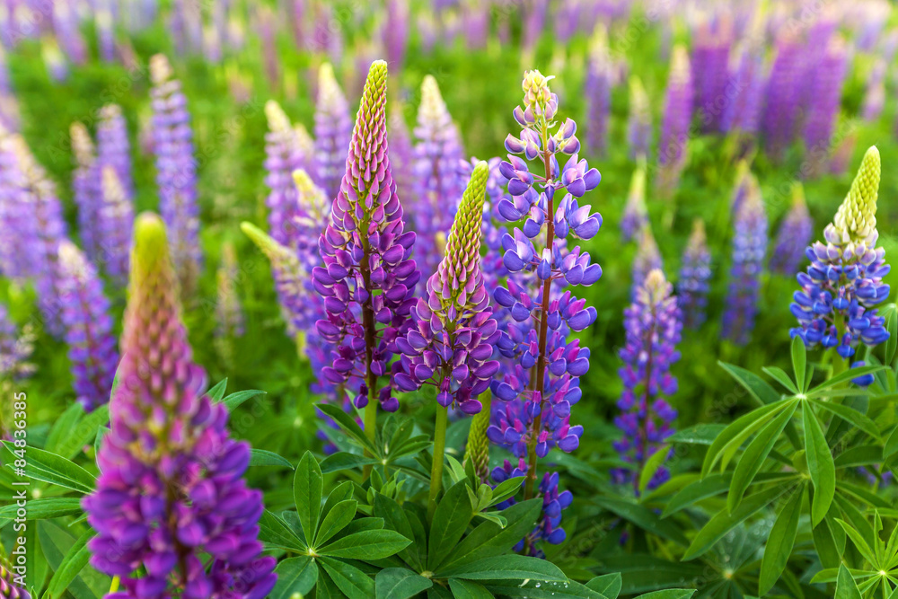 Obraz premium Lupin Flower, Garden Lupin, , pink, garden, wild, purple, bloom, colorful, nature, field, lupin, summer, background, spring, blooming, wildflowers, green