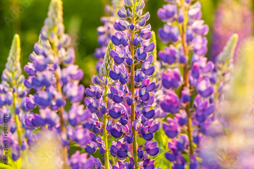 Lupin Flower  Garden Lupin    pink  garden  wild  purple  bloom  colorful  nature  field  lupin  summer  background  spring  blooming  wildflowers  green