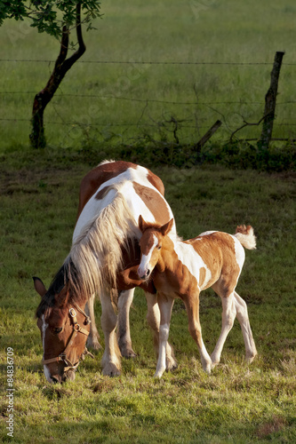  foal and mare horses white and brown in the field