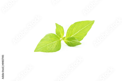 Basil leaves isolated on white