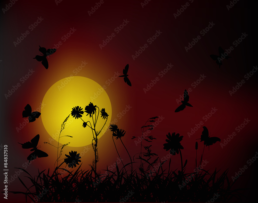 chamomile flowers in grass silhouettes at dark sunset