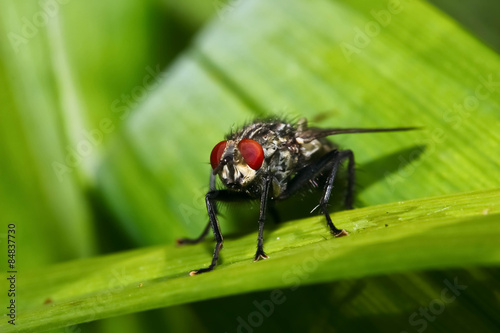 Macro fly sits on a leaf in the garden