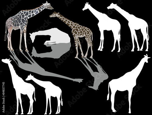 Canvas Print eight giraffes isolated on black