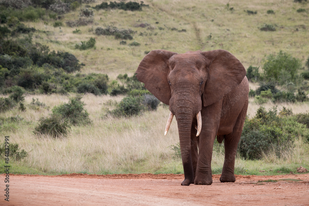 Standing Elephant with Flapping Ears (Loxdonta) Standing Elephant with Flapping Ears (Loxdonta)