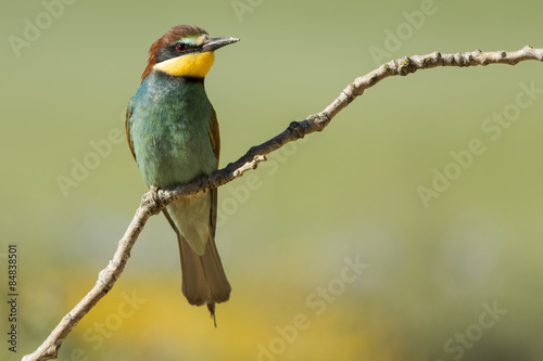 European bee-eater. Merops apiaster