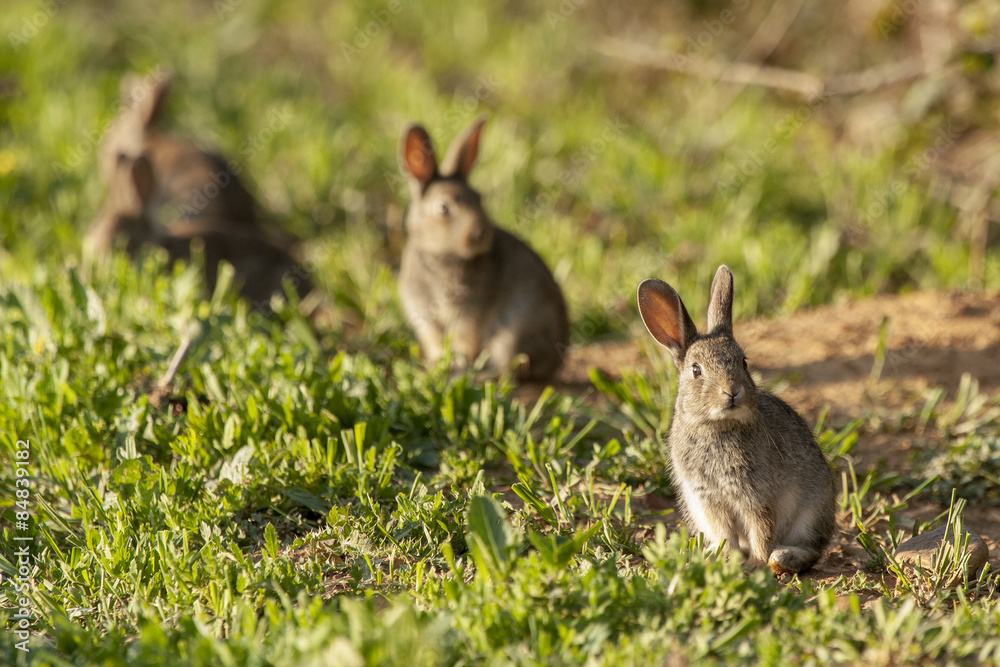 Fototapeta premium European Rabbit or Common Rabbit ( Oryctolagus cuniculus )