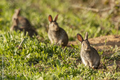 European Rabbit or Common Rabbit ( Oryctolagus cuniculus )