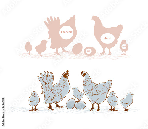chicken family vector