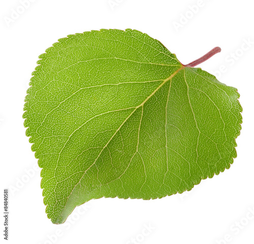 Green leaf of apricot
