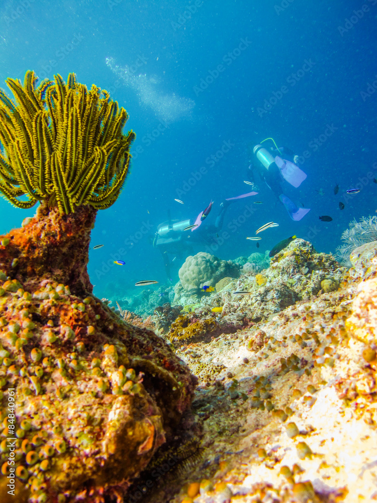 Naklejka premium Divers at the corals