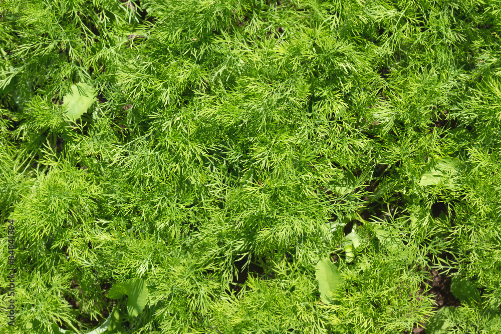 Growing dill