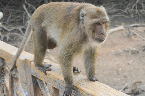 Walking monkey